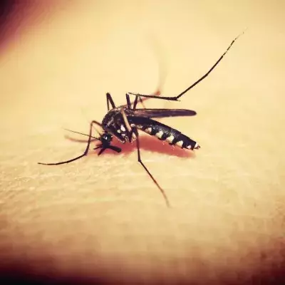 Stechmücken verbreiten West-Nil-Virus in Ostdeutschland
