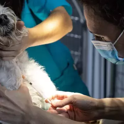 Studie an Hunden zeigt: Luftverschmutzung beeinflusst die männliche Fruchtbarkeit