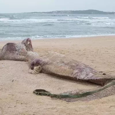 Symbolbild: Ein Seeungeheuer am Strand