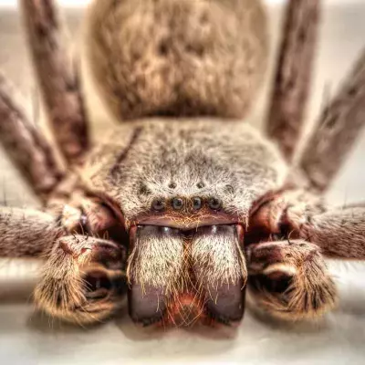 Symbolbild: Spinne Charlotte kämpft um einen besseren Ruf für Spinnen