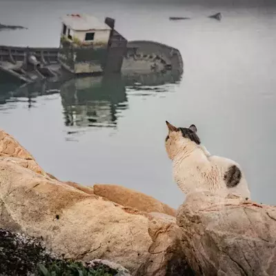 Tiere bevölkern die radioaktive Zone wieder.