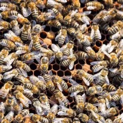 USA: Die Feuerwehr wird wegen eines Bienenstichs gerufen – vor Ort trifft sie auf einen Schwarm von 40.000 Bienen!