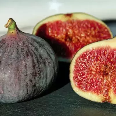 Vielen unbekannt: Der Bestäubungsprozess der Feige