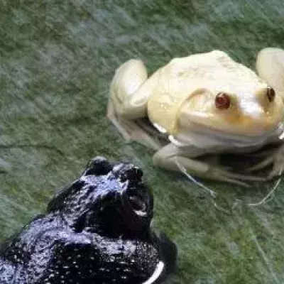 Warum züchten australische Forscher furchterregende Albino-Kröten?
