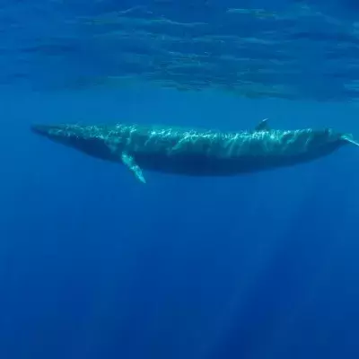 Was bedeutet der Gesang von Blauwalen?
