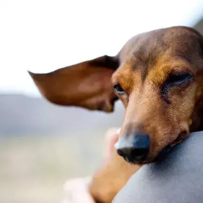 Wegen Umweltverschmutzung: Männer und Hunde leiden unter der gleichen Dysfunktion
