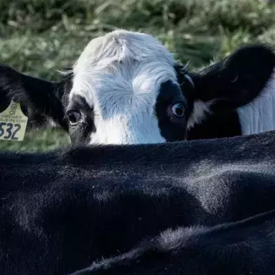 Weniger Fleischkonsum