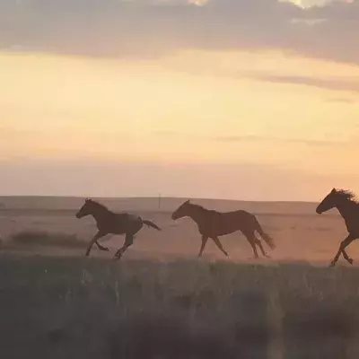 Wildpferde