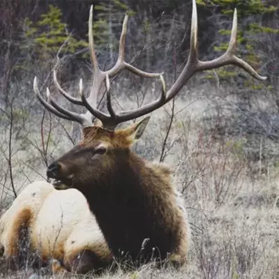 Zutraulicher Hirsch
