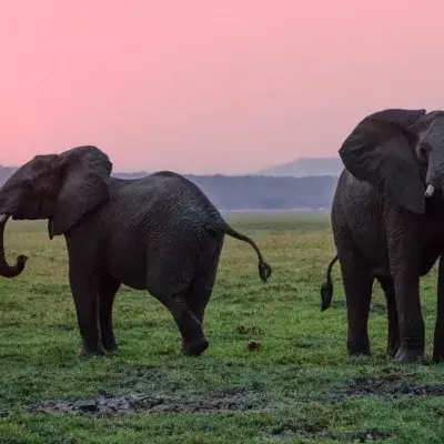 Herzzerreißend: Das macht ein Elefant, bevor er stirbt
