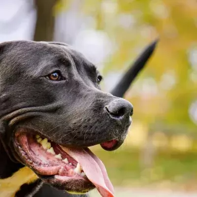 Hund, gefährlich, Statistik, Studie
