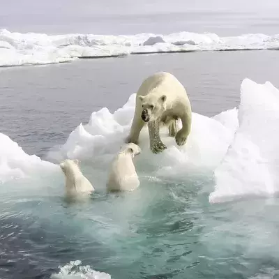 Klimawandel: Drei erschreckende Fakten zum Verbleib der Eisbären