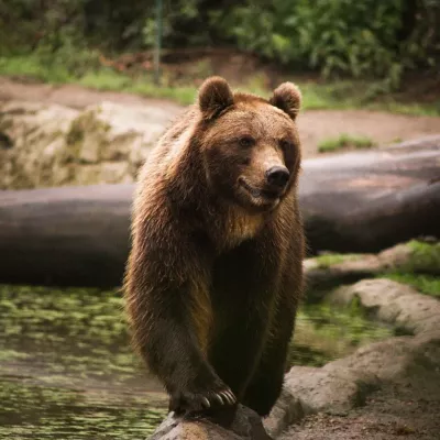 mammifère, faune, la nature, animal, sauvage, prédateur, parc, fourrure, grizzly bear, grand, zoo, majestic, dangereux, magnifique, ours, ours, ours, ours, ours, ours