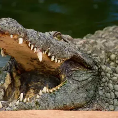 Monster-Kreatur: Mit 120 Jahren ist Cassius das weltweit längste Krokodil in Gefangenschaft (Video)