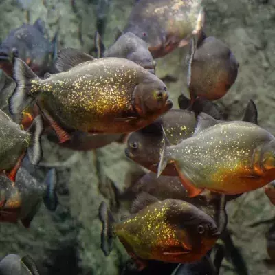 Piranhas, Angriff, tödlich, blutrünstig