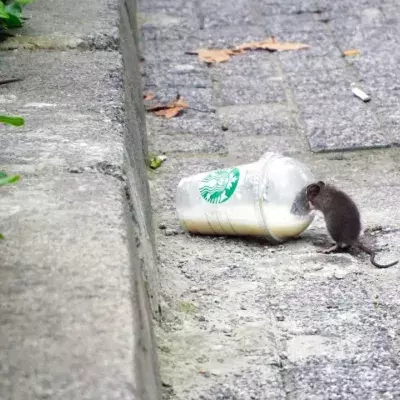 Ratten, Stadt, die meisten Ratten