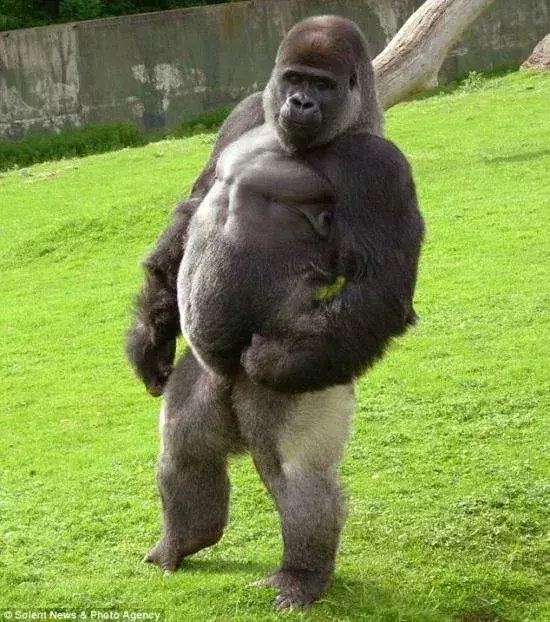 Auch dieser Gorilla strotzt nur so vor Muskeln