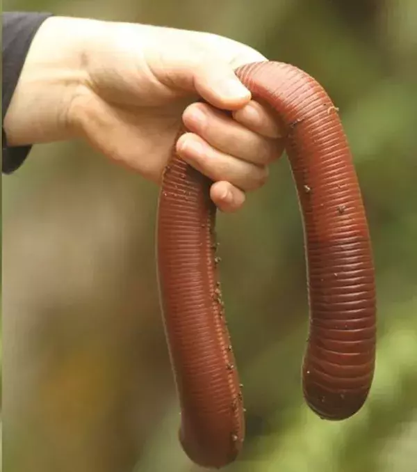 In Australien begegnet man auch riesigen Würmern