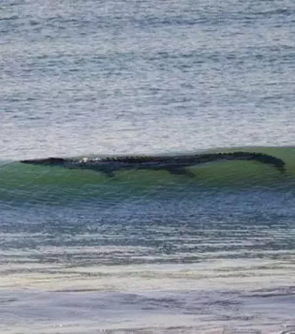 In Australien lauft ihr Gefahr, einem Krokodil am Strand zu begegnen