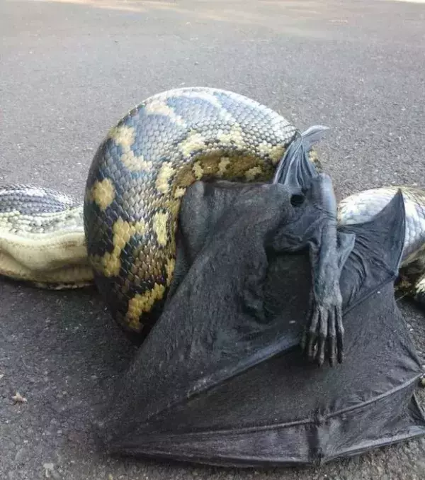 In Australien sind die Fledermäuse riesig... aber das schreckt die Schlangen nicht ab!