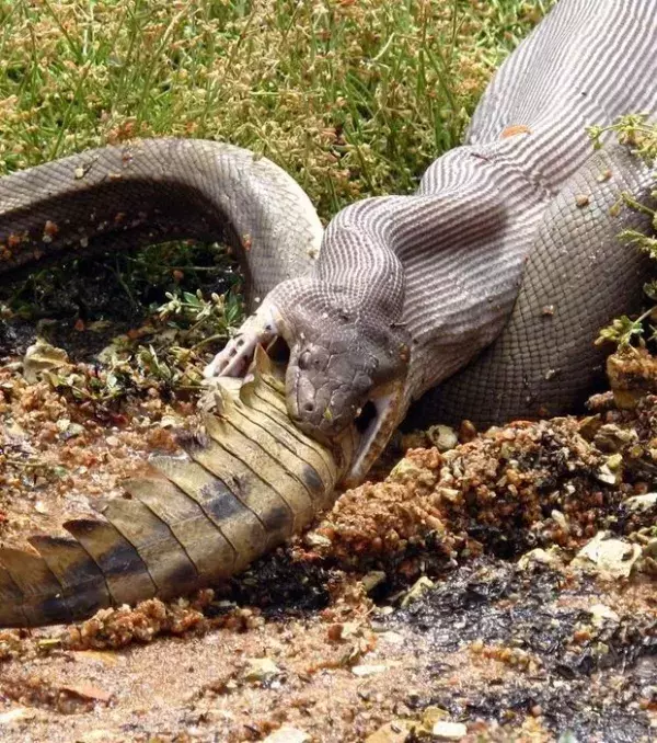 In Autralien fressen manche Schlangen Krokodile