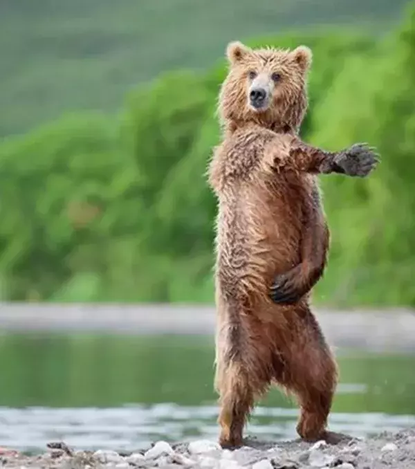 Ay Macarena
