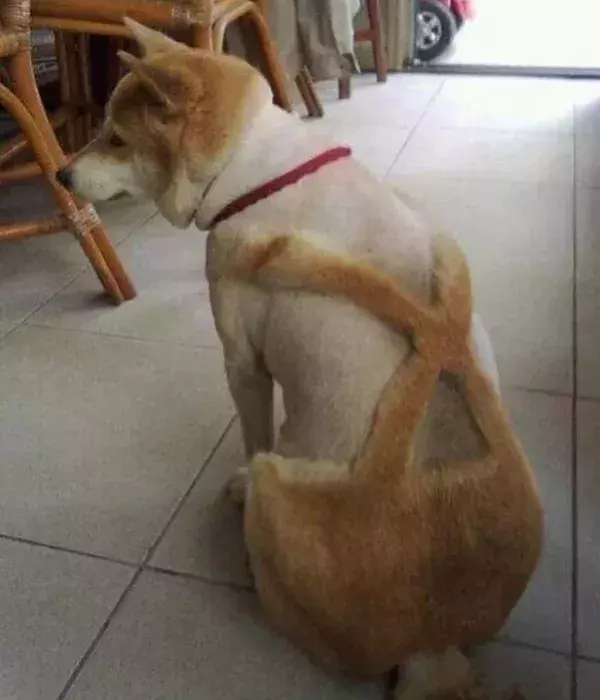 Bei diesem Hund ist es doch etwas zu viel