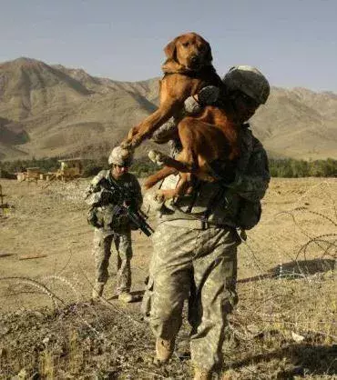 Dank des Soldaten kann dieser Hund den Stacheldrahtzaun überqueren