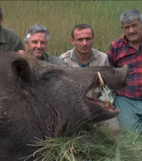 Das größte Wildschwein der Welt konnte diesen portugiesischen Jägern nicht entkommen