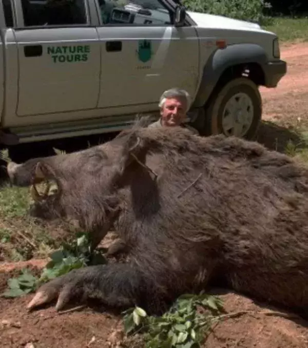 Das größte Wildschwein der Welt wiegt über 350 Kilogramm