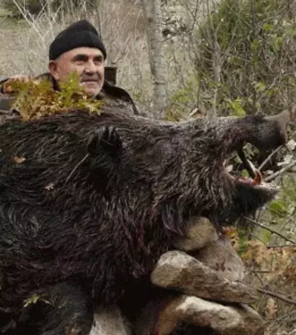 Das größte Wildschwein der Welt wurde in einem riesigen Wald in der Türkei gefangen