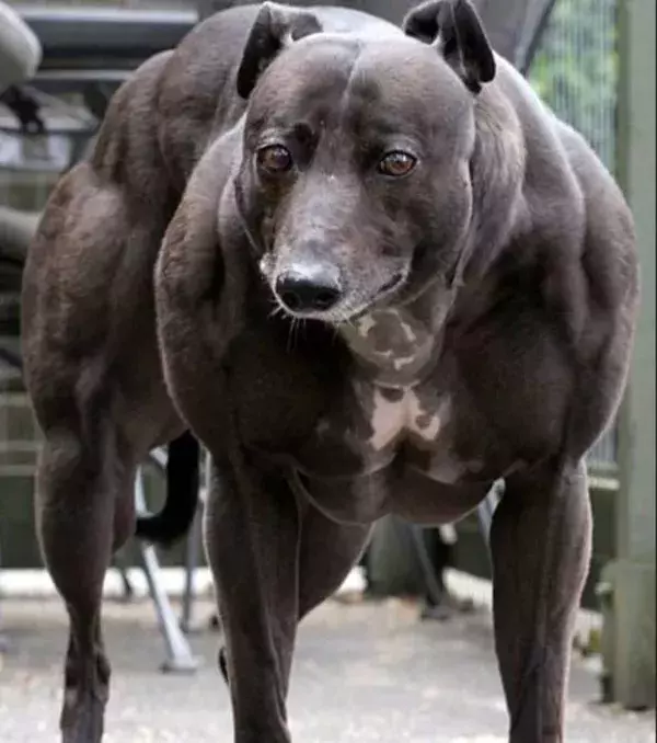 Das ist Wendy, der muskulöseste Hund der Welt