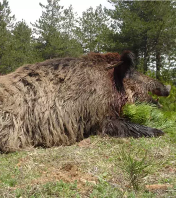 Das unglaublich starke Wildschwein ist ein Schrecken für die Bauer