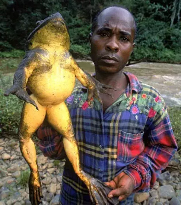 Der afrikanische Goliathfrosch gilt als der größte Frosch der Welt