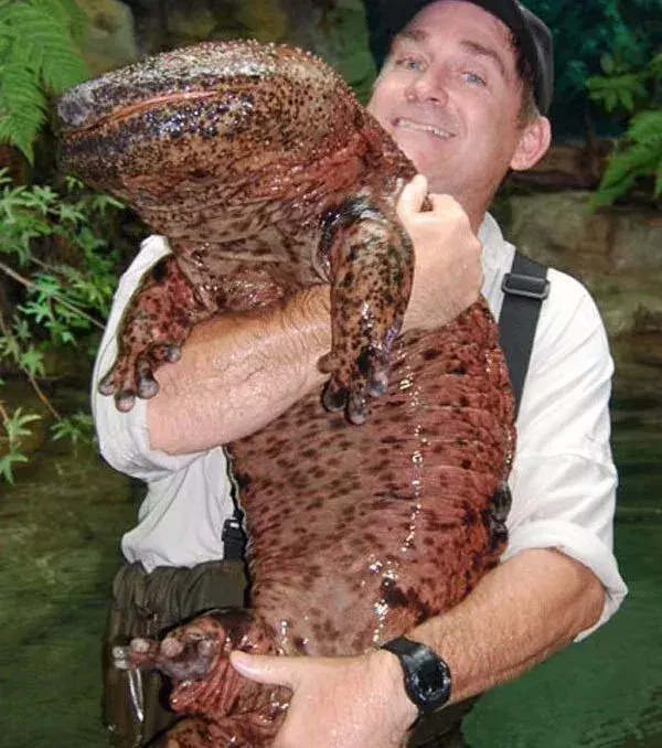 Der größte Salamander der Welt