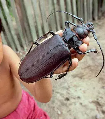 Der größte Titan Käfer der Welt wird von einem kleinen Jungen auf der Hand getragen
