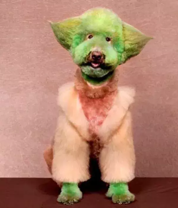 Der Hunde-Meister Yoda