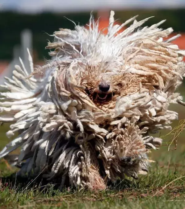 Der Komondor ist eine ungarische Hunderasse. Rassemerkmal und Kennzeichen des Komondors ist sein Fell...