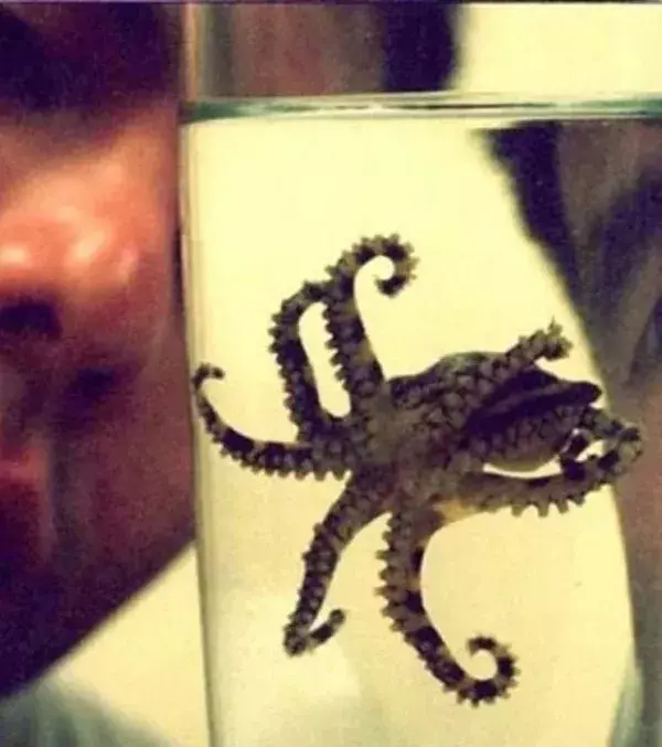 Die blaugeringelten Kraken sind klein, aber sehr gefährlich. Gegen sein tödliches Gift gibt es kein Heilmittel