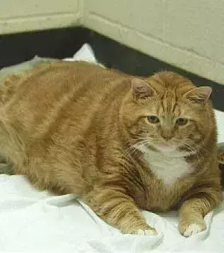 Die dickste Katze der Welt heißt ironischerweise Skinny und wurde 2007 geboren
