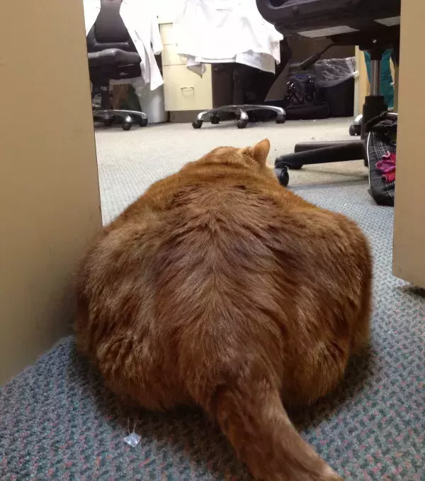 Die dickste Katze der Welt ist laut einem Angestellten sehr liebenswert und liebt es, den Bauch gekrault zu bekommen