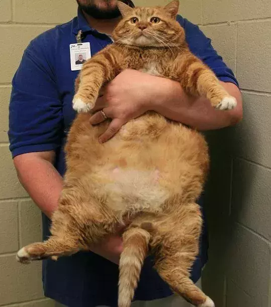 Die fetteste Katze der Welt wurde in Texas, USA entdeckt, als sie in der Straße herum wanderte