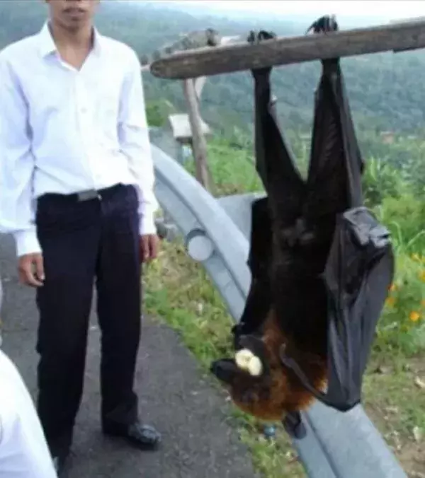 Die größte Fledermaus der Welt