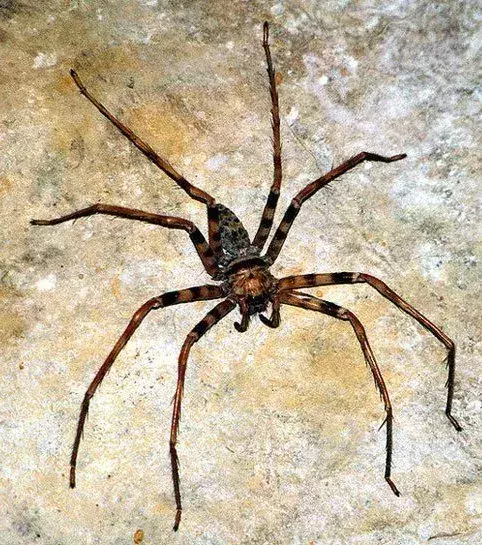 Die Heteropoda Maxima ist die größte Spinne der Welt