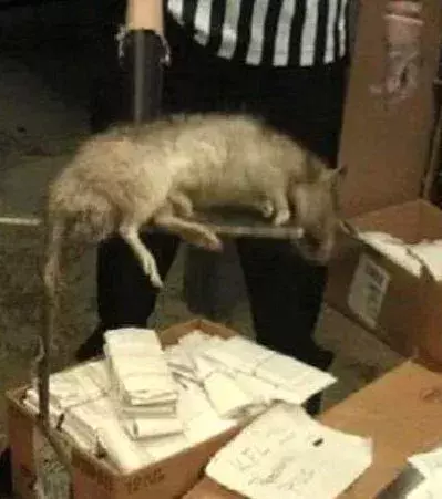 Diese Riesenratte ist die wohl größte Ratte der Welt