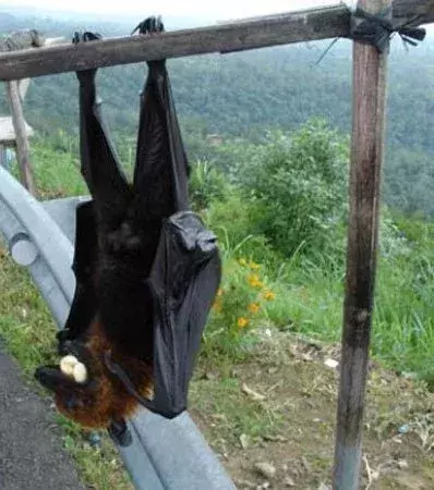 Dieser Flughund aus Papua-Neuguinea ist der Größte der Welt