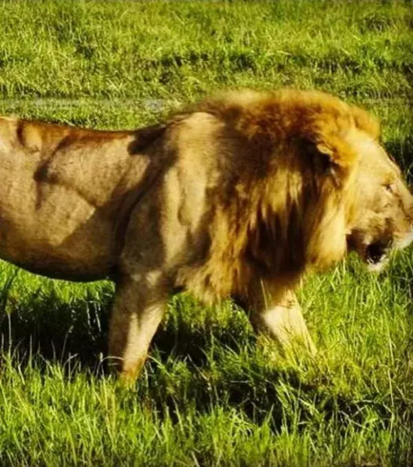 Dieser muskulöse Löwe ist noch angsteinflössender als ein normaler