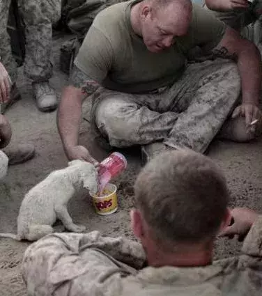 Dieser Soldat füttert einen Welpen