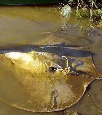 Dieser Süßwasserrochen ist der größte Rochen der Welt