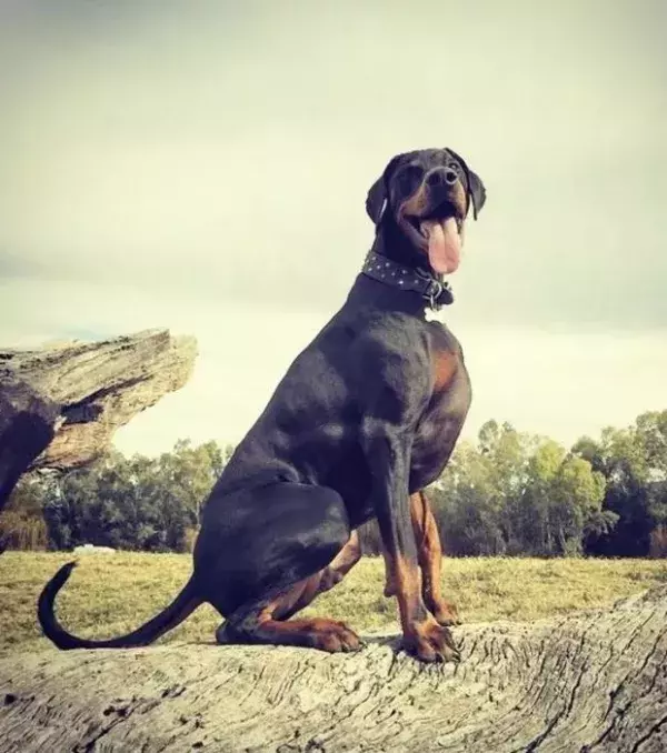 Ein bärenstarker Dobermann